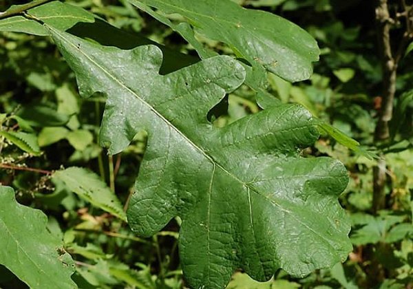 burr-oak